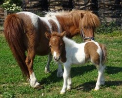 horse Tibeta von Repgow (Shetland pony (under 87 cm), 2018, from Meechlands Dragon Fly)