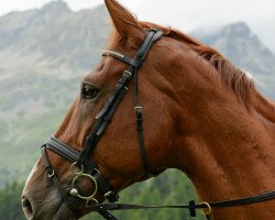 jumper Milow (Irish Sport Horse, 2005, from Touchdown)