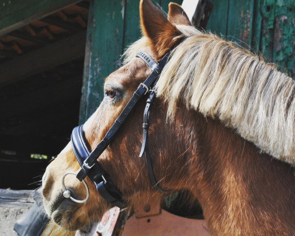 broodmare Brisby (Welsh Partbred, 1982)