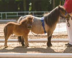 Pferd Draco von Repgow (Shetland Pony (unter 87 cm), 2018, von Meechlands Dragon Fly)