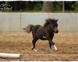 jumper Hormine von Repgow (Shetland pony (under 87 cm), 2018, from Thorax von Repgow)