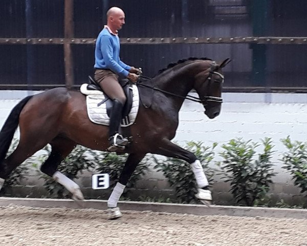 broodmare Fleur d'Amour 16 (Hanoverian, 2013, from Fiorano)