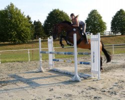 jumper Skato 2 (Hanoverian, 2003, from Stakkato)