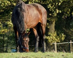 broodmare Damy (Westphalian, 2008, from Del Cento)