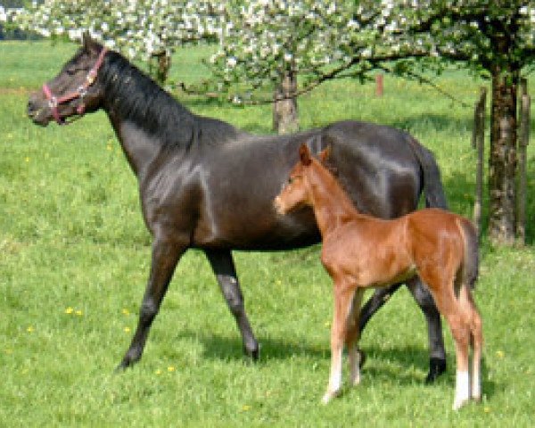 Zuchtstute AC Honey (Schweizer Warmblut, 2001, von Heraldik xx)