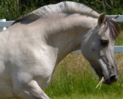 broodmare Tjelka (Fjord Horse, 1999, from Taro)