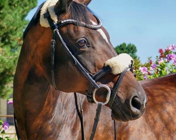 broodmare Bailys Be Happy (Trakehner, 2000, from Angard)