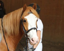 horse Teddy (Welsh Mix, 2009)