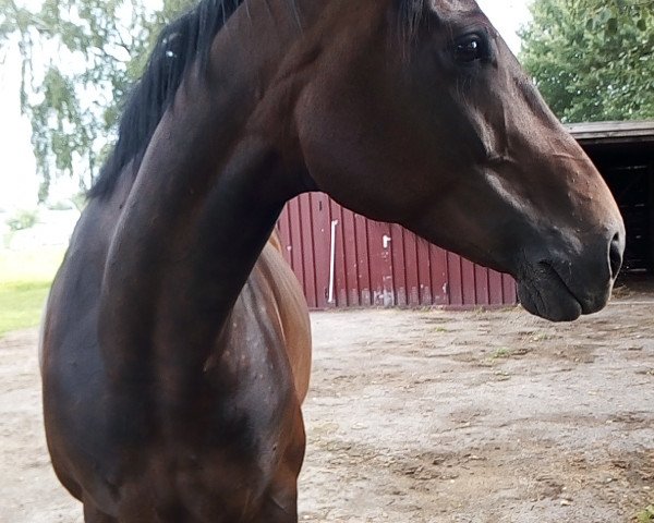 broodmare Debby (Hanoverian, 2009, from Dancier)