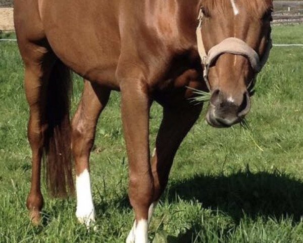 stallion Magic Mike M (German Riding Pony, 2012, from Top Montreal)