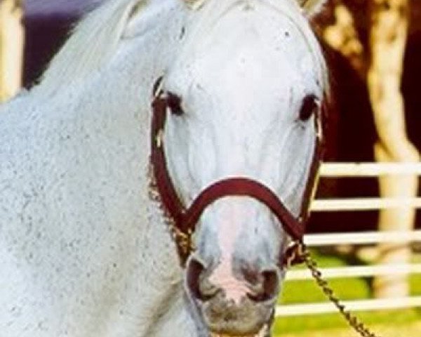 stallion Cee's Tizzy xx (Thoroughbred, 1987, from Relaunch xx)