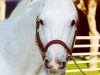 stallion Cee's Tizzy xx (Thoroughbred, 1987, from Relaunch xx)