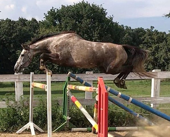 broodmare Cara Mia van de Kanaalweg (Zangersheide riding horse, 2014, from Boeve's Cointreau)