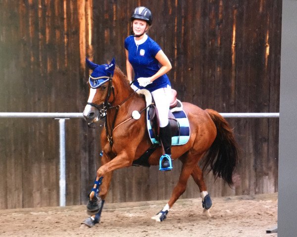 Pferd WhyNot Dakota (Deutsches Reitpony, 2009, von Greenvillage Duke)