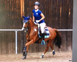 Pferd WhyNot Dakota (Deutsches Reitpony, 2009, von Greenvillage Duke)