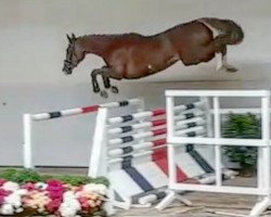 broodmare Ignis Von Rubin (Oldenburg show jumper, 2015, from Couleur Rubin)