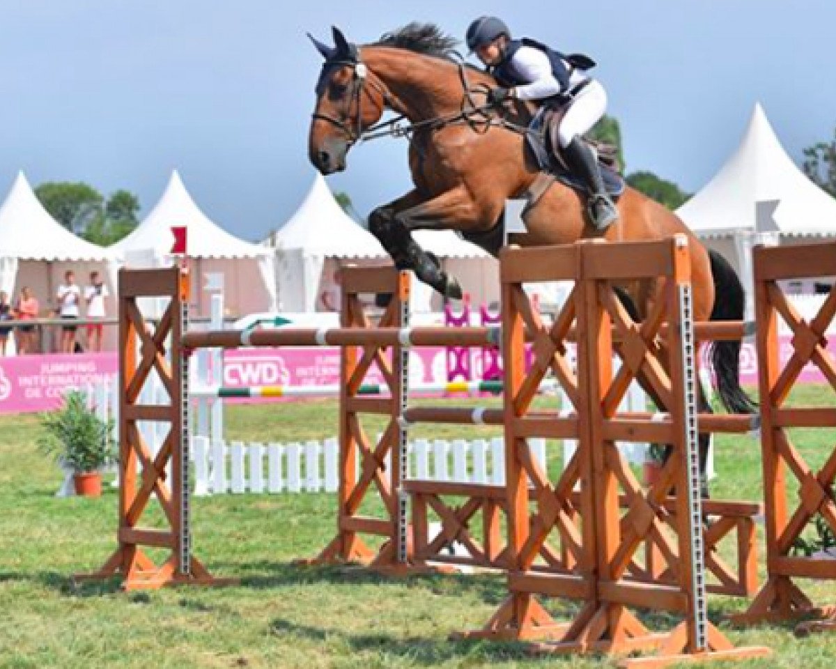 jumper Queops Chatelier (Selle Français, 2004, from Diamant de Semilly)