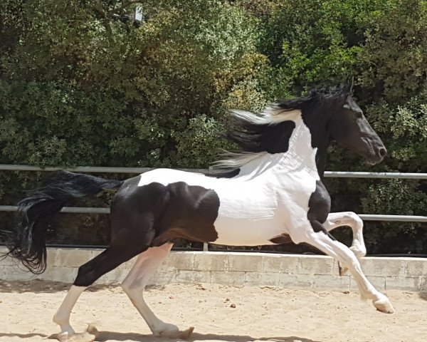 horse ADRIATICO DE FINCA BARROCO (Pinto, 2014)