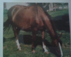 broodmare Erika (Rhinelander, 1974, from Ehrensold)