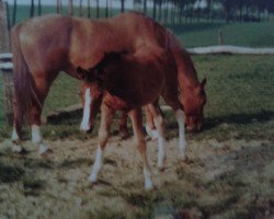 broodmare Lucina (Rhinelander, 1977, from Lucino)