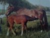 broodmare Billy Jean (Rhinelander, 1985, from Bariton)