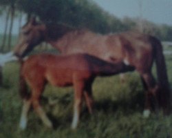 broodmare Erle (Rhinelander, 1974, from Ehrensold)