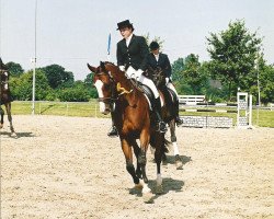 Pferd Prince Pan Tau (Rheinländer, 1996, von Prince Pierrot)