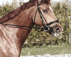 broodmare Dixy Prova Z (Zangersheide riding horse, 2014, from Dynamite van het Hazelarenhoekje)