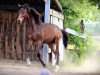 dressage horse Leandro (Westphalian, 2017, from Le Vivaldi)