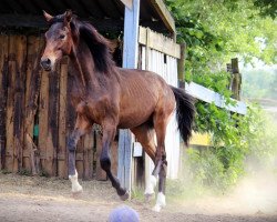 dressage horse Leandro (Westphalian, 2017, from Le Vivaldi)