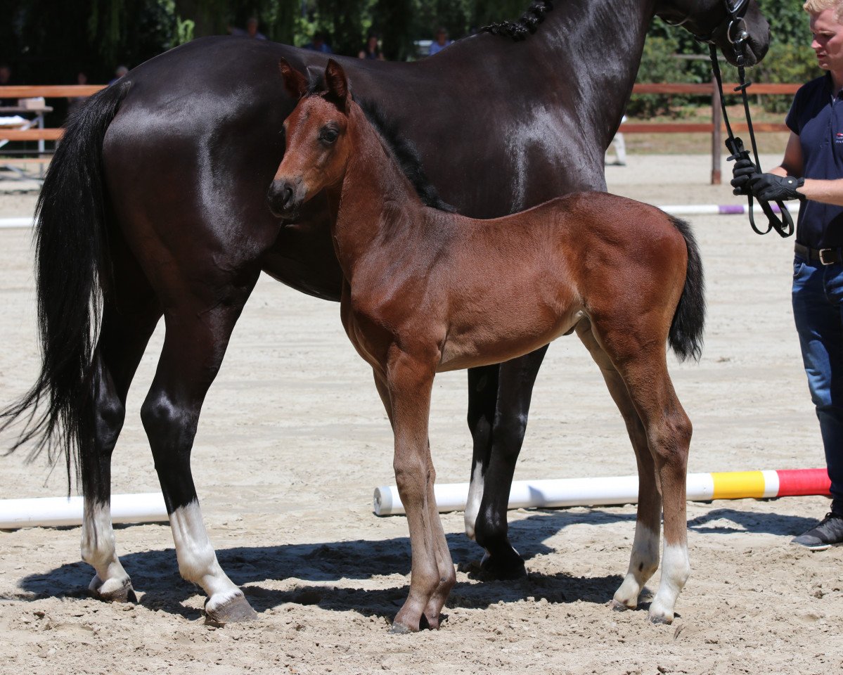 broodmare Evita 505 (Westphalian, 2018, from Blue Hors Emilio)