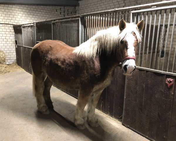 horse Herbert (Rhenish-German Cold-Blood, 2006, from Emsländer)