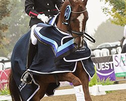 dressage horse Cruz (British Riding Pony, 2009, from Caesar)