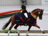 dressage horse Le Chiffre (British Riding Pony, 2007, from Caesar)