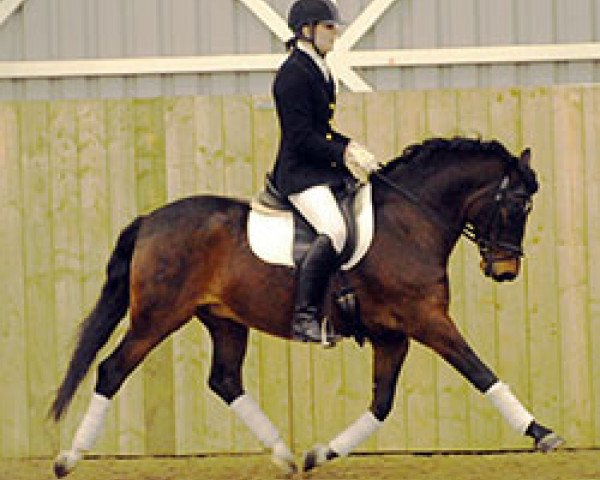 stallion Caesar (German Riding Pony, 1989, from Condor I)