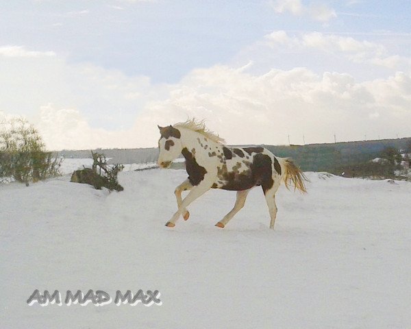 stallion AM MAD MAX (Paint Horse, 2008, from Glo Bar Olena)