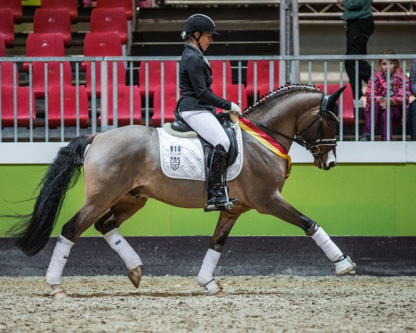 stallion Doppelpunkt (German Riding Pony, 2013, from Del Estero NRW)