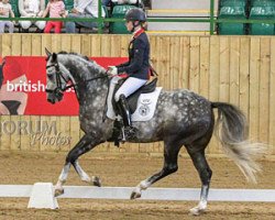 dressage horse George Clooney B.s (KWPN (Royal Dutch Sporthorse), 2011, from Caesar)