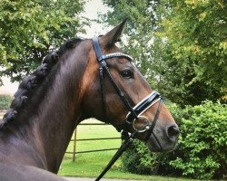 dressage horse Sternentanzer 5 (Oldenburg, 2013, from Surprice)