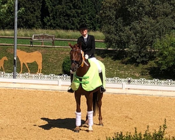 dressage horse Bailando 47 (Bavarian, 2013, from Bretton Woods)