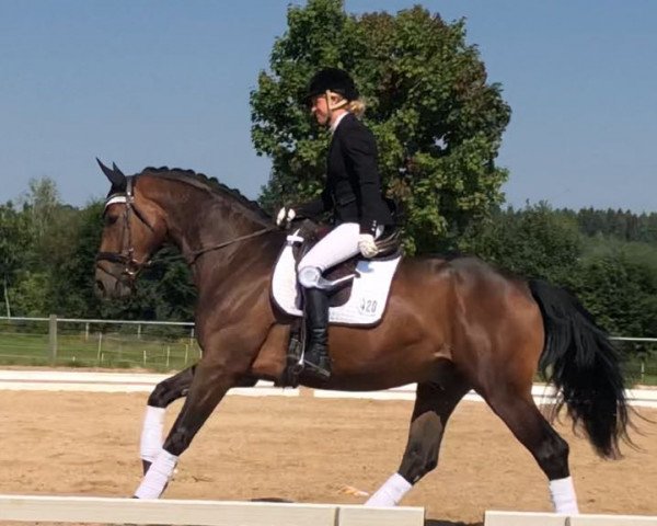 dressage horse Einstein 197 (Westphalian, 2015, from Escolar)