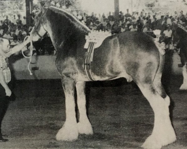 stallion CIE Perfection (Clydesdale, 1987, from Doura Sensation)