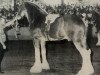 stallion CIE Perfection (Clydesdale, 1987, from Doura Sensation)