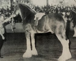 stallion CIE Perfection (Clydesdale, 1987, from Doura Sensation)