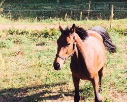 horse Curtis (Oldenburger Springpferd, 2013, from Colonel Cousteau)