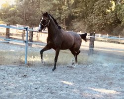 dressage horse Hachico xx (unknown,  )