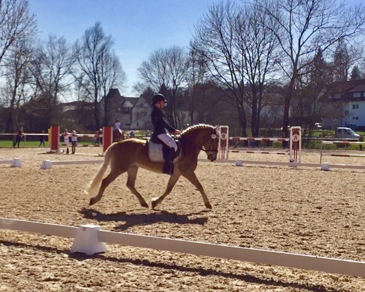 Dressurpferd Anton (Haflinger, 2001, von Alpenstolz)