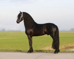 stallion Jurre 495 (Friese, 2011, from Maurits 437)