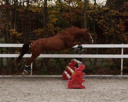 dressage horse Walk of Fame 50 (Hanoverian, 2007, from Worldly I)