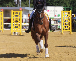 dressage horse Querido 63 (Westphalian, 2013, from Quotenkönig 2)